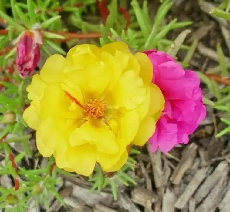 PORTULACA Moss rose DOUBLE,YELLOW , Great In Containers ! - Caribbean garden seed