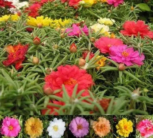 Portulaca Moss Rose ,Flowers seeds (Mix) succulent, groundcover - Caribbean garden seed