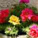 Portulaca Moss Rose ,Flowers seeds (Mix) succulent, groundcover - Caribbean garden seed