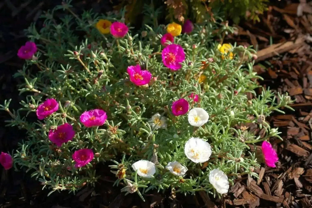 Portulaca Moss Rose ,Flowers seeds (Mix) succulent, groundcover - Caribbean garden seed