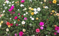Portulaca Moss Rose ,Flowers seeds (Mix) succulent, groundcover - Caribbean garden seed