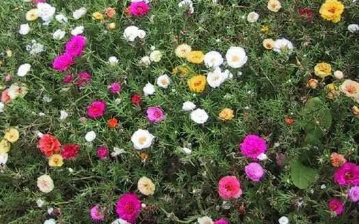 Portulaca Moss Rose ,Flowers seeds (Mix) succulent, groundcover - Caribbean garden seed