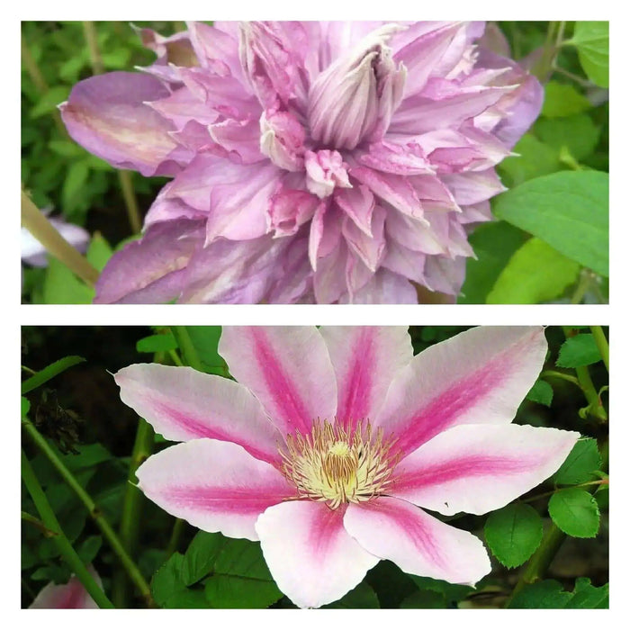 Pretty Pink Clematis Mix, perennial flowered Vine ! - Caribbean garden seed