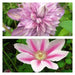 Pretty Pink Clematis Mix, perennial flowered Vine ! - Caribbean garden seed