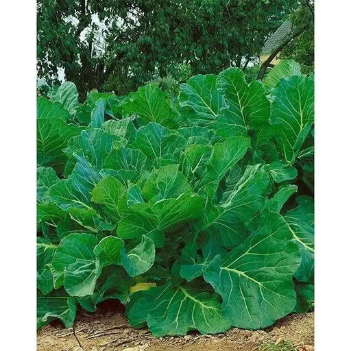 Portuguese Kale  Seeds ,ANNUAL VEGETABLE - Caribbean garden seed
