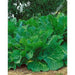 Portuguese Kale  Seeds ,ANNUAL VEGETABLE - Caribbean garden seed