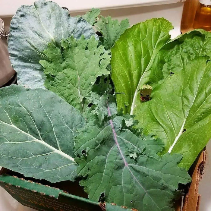 Portuguese Kale  Seeds ,ANNUAL VEGETABLE - Caribbean garden seed