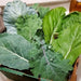 Portuguese Kale  Seeds ,ANNUAL VEGETABLE - Caribbean garden seed