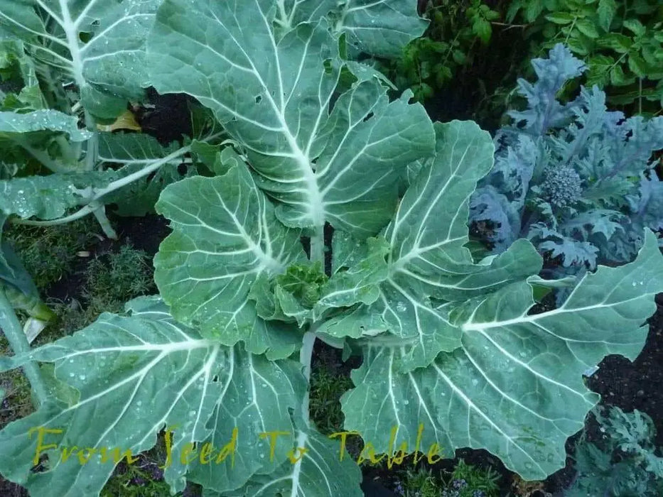 Portuguese Kale  Seeds ,ANNUAL VEGETABLE - Caribbean garden seed
