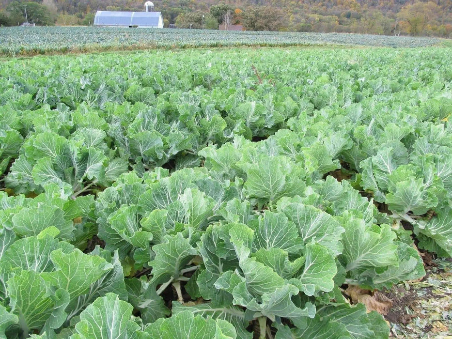 Portuguese Kale  Seeds ,ANNUAL VEGETABLE - Caribbean garden seed