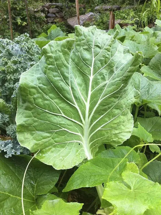 Portuguese Kale  Seeds ,ANNUAL VEGETABLE - Caribbean garden seed