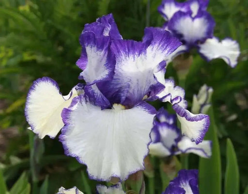 Presby's Crown Jewel Reblooming Bearded Iris, Perennial Bareroot Plant - Caribbean garden seed