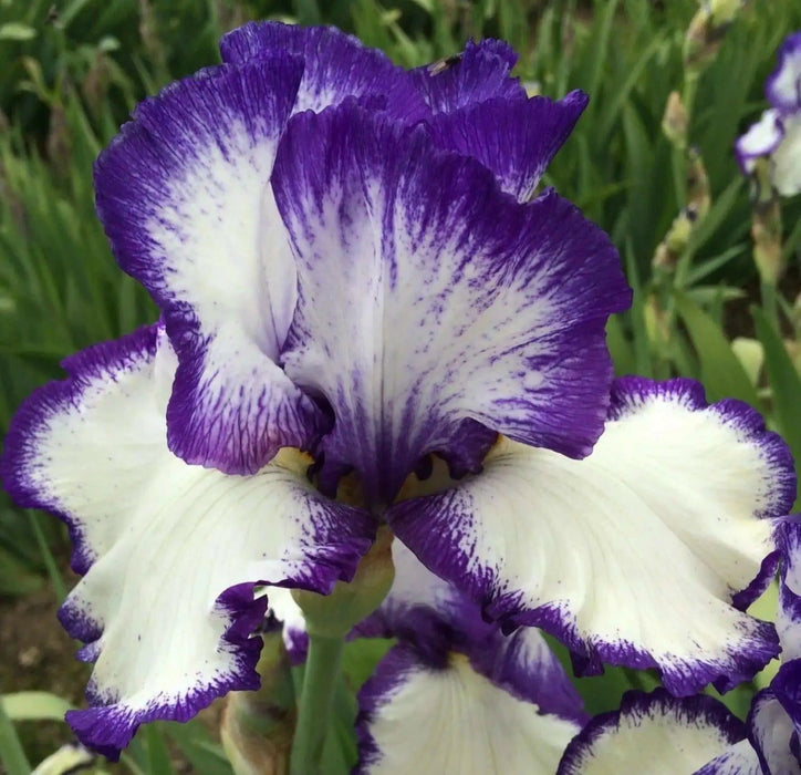Presby's Crown Jewel Reblooming Bearded Iris, Perennial Bareroot Plant - Caribbean garden seed