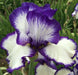 Presby's Crown Jewel Reblooming Bearded Iris, Perennial Bareroot Plant - Caribbean garden seed