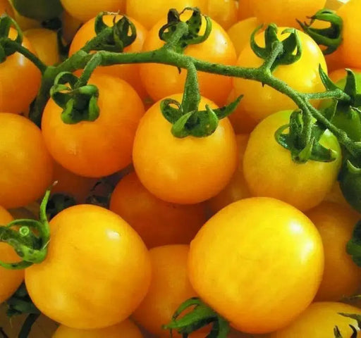 Potted Sun Gold Tomato seeds,HEIRLOOM  Cherry Tomato - Caribbean garden seed