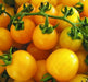 Potted Sun Gold Tomato seeds,HEIRLOOM  Cherry Tomato - Caribbean garden seed
