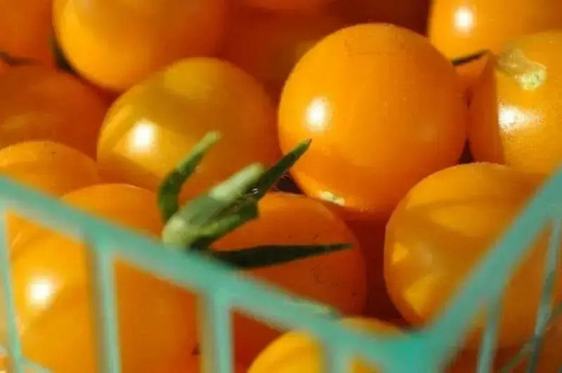 Potted Sun Gold Tomato seeds,HEIRLOOM  Cherry Tomato - Caribbean garden seed