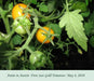 Potted Sun Gold Tomato seeds,HEIRLOOM  Cherry Tomato - Caribbean garden seed