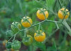 Potted Sun Gold Tomato seeds,HEIRLOOM  Cherry Tomato - Caribbean garden seed