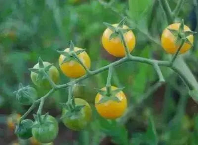 Potted Sun Gold Tomato seeds,HEIRLOOM  Cherry Tomato - Caribbean garden seed