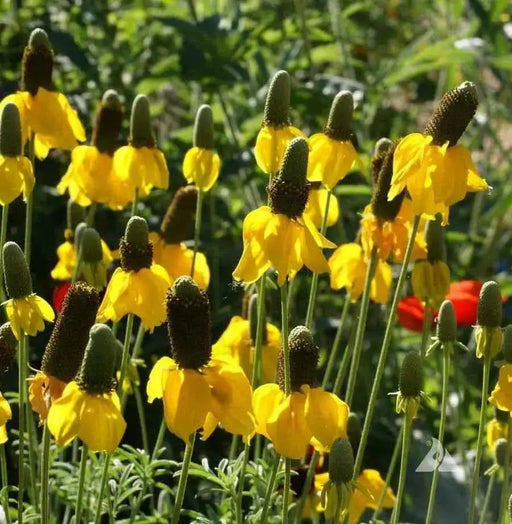 Prairie Coneflower (Mexican Hat) YELLOW - Caribbean garden seed
