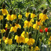 Prairie Coneflower (Mexican Hat) YELLOW - Caribbean garden seed