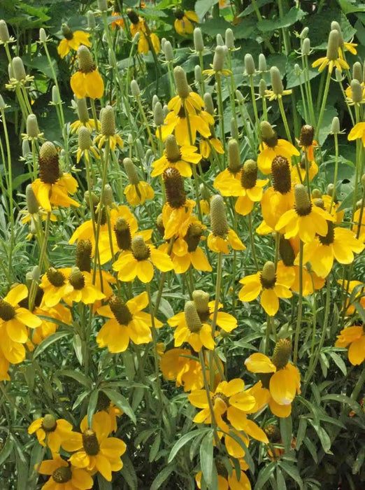 Prairie Coneflower (Mexican Hat) YELLOW - Caribbean garden seed