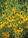 Prairie Coneflower (Mexican Hat) YELLOW - Caribbean garden seed