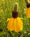 Prairie Coneflower (Mexican Hat) YELLOW - Caribbean garden seed