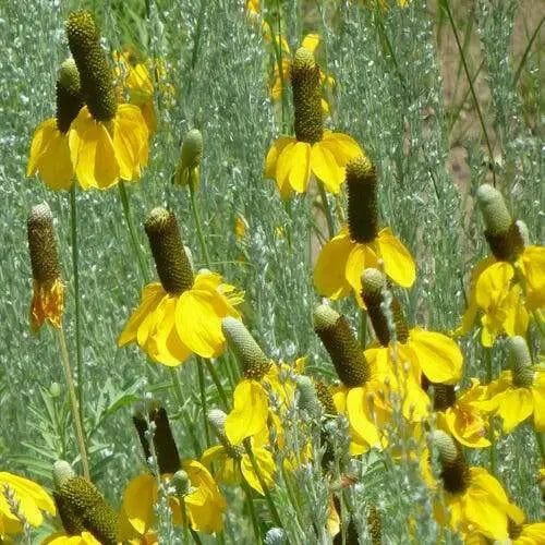 Prairie Coneflower (Mexican Hat) YELLOW - Caribbean garden seed