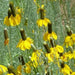 Prairie Coneflower (Mexican Hat) YELLOW - Caribbean garden seed