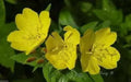 Primrose Seeds - Showy Evening (Yellow) Winter hardy to zone 4,Perennial Flowers - Caribbean garden seed