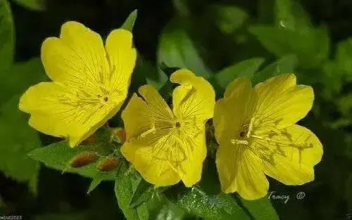 Primrose Seeds - Showy Evening (Yellow) Winter hardy to zone 4,Perennial Flowers - Caribbean garden seed