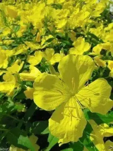 Primrose Seeds - Showy Evening (Yellow) Winter hardy to zone 4,Perennial Flowers - Caribbean garden seed