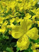 Primrose Seeds - Showy Evening (Yellow) Winter hardy to zone 4,Perennial Flowers - Caribbean garden seed