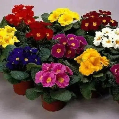 PRIMULA - PRIMROSE 20 SEEDS (Danova grower select mix) FLOWER- Great Pot Plant - Caribbean garden seed