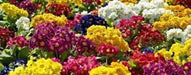 PRIMULA - PRIMROSE 20 SEEDS (Danova grower select mix) FLOWER- Great Pot Plant - Caribbean garden seed