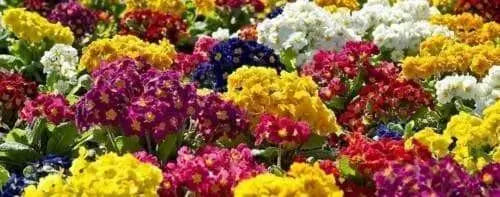 PRIMULA - PRIMROSE 20 SEEDS (Danova grower select mix) FLOWER- Great Pot Plant - Caribbean garden seed