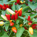 PRAIRIE FIRE  Hot Pepper Seeds -  Capsicum annuum - Caribbean garden seed