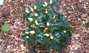 PRAIRIE FIRE  Hot Pepper Seeds -  Capsicum annuum - Caribbean garden seed
