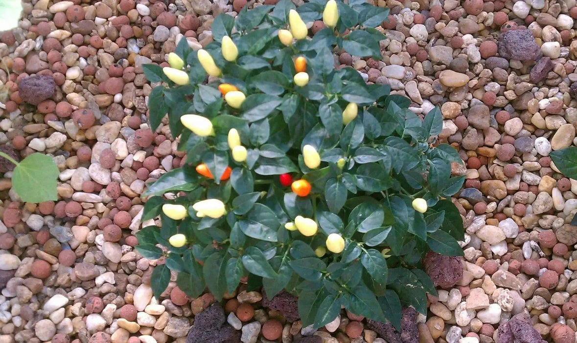 PRAIRIE FIRE  Hot Pepper Seeds -  Capsicum annuum - Caribbean garden seed