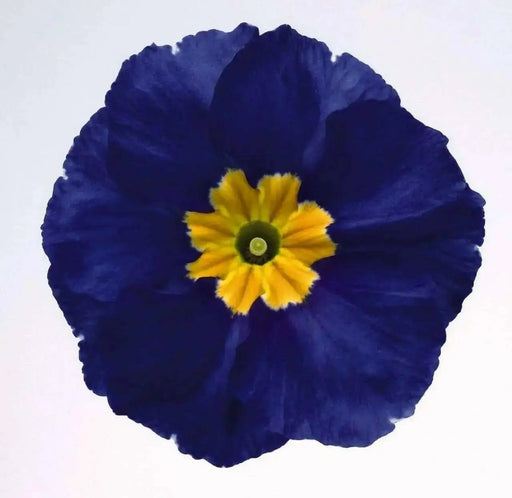 PRIMULA MEGAN  PRIMROSE,Flowers Seeds, Perennial, Great Pot Flowers ! Perennial - Caribbean garden seed