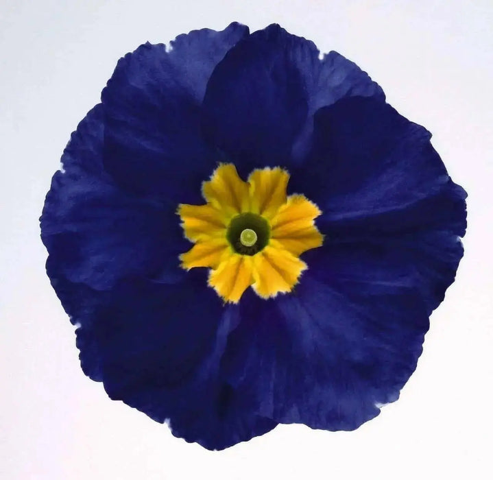 PRIMULA MEGAN  PRIMROSE,Flowers Seeds, Perennial, Great Pot Flowers ! Perennial - Caribbean garden seed