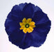PRIMULA MEGAN  PRIMROSE,Flowers Seeds, Perennial, Great Pot Flowers ! Perennial - Caribbean garden seed