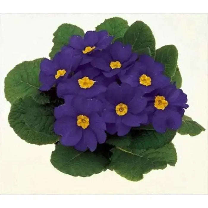 PRIMULA MEGAN  PRIMROSE,Flowers Seeds, Perennial, Great Pot Flowers ! Perennial - Caribbean garden seed