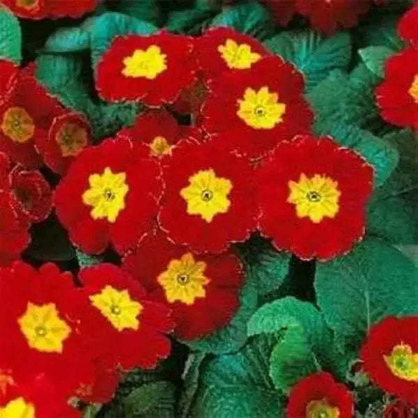 Primrose Seeds - Scarlet, Red- PERENNIAL, Great Pot Plant - Caribbean garden seed