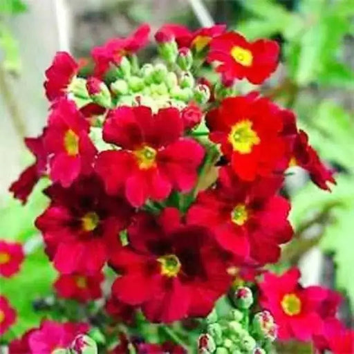 Primrose Seeds - Scarlet, Red- PERENNIAL, Great Pot Plant - Caribbean garden seed