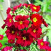 Primrose Seeds - Scarlet, Red- PERENNIAL, Great Pot Plant - Caribbean garden seed