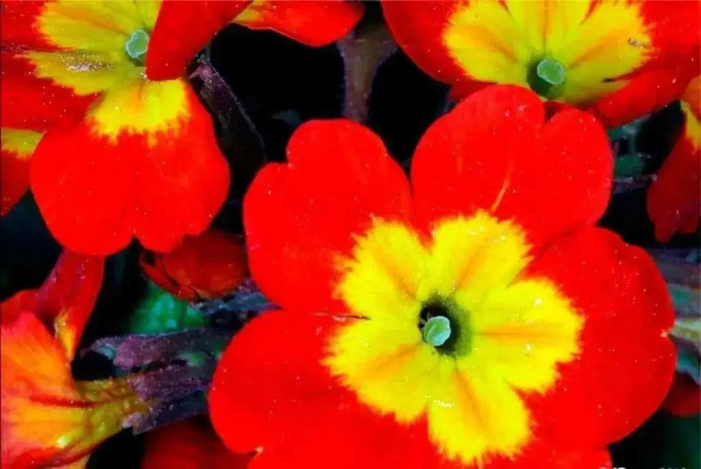 Primrose Seeds - Scarlet, Red- PERENNIAL, Great Pot Plant - Caribbean garden seed