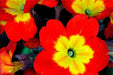 Primrose Seeds - Scarlet, Red- PERENNIAL, Great Pot Plant - Caribbean garden seed